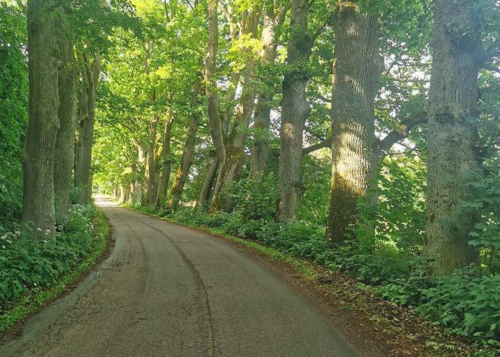 aleja dębowa aleja dębowa