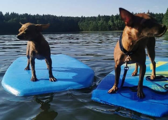 psy na desce psy na desce